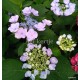 Kerti hortenzia - Hydrangea macrophylla 'NAMPING'