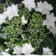 Kerti hortenzia - Hydrangea macrophylla 'HANABI' 