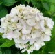 Kerti hortenzia - Hydrangea macrophylla  'MME MOUILLERE'