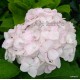 Kerti hortenzia - Hydrangea macrophylla  'MME MOUILLERE'