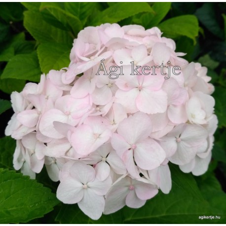 Kerti hortenzia - Hydrangea macrophylla  'MME MOUILLERE'