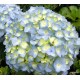 Kerti hortenzia - Hydrangea macrophylla 'NICCO BLUE'