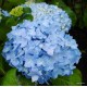 Kerti hortenzia - Hydrangea macrophylla 'NICCO BLUE'