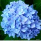 Kerti hortenzia - Hydrangea macrophylla 'NICCO BLUE'