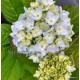 Kerti hortenzia - Hydrangea macrophylla 'NICCO BLUE'