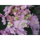 Kerti hortenzia - Hydrangea macrophylla 'FOREVER'