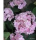 Kerti hortenzia - Hydrangea macrophylla 'FOREVER'