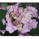 Kerti hortenzia - Hydrangea macrophylla 'FOREVER'