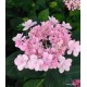 Kerti hortenzia - Hydrangea macrophylla 'FOREVER'