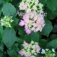 Kerti hortenzia - Hydrangea macrophylla 'SPIKE'