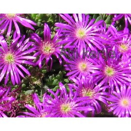 21 - Kristályvirág - Delosperma lavisiae - lila nagyvirágú