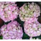 Kerti hortenzia - Hydrangea macrophylla  'SWEET FANTASY'