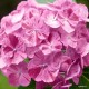 Kerti hortenzia - Hydrangea macrophylla  'SWEET FANTASY'