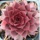 42 - Kövirózsa - Lilás - bordós - Sempervivum