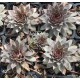 42 - Kövirózsa - Lilás - bordós - Sempervivum