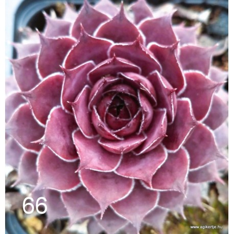 66 - Kövirózsa - Lilás, kékes színű újdonság - Sempervivum