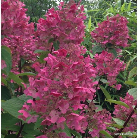 Bugás hortenzia - Hydrangea paniculata  WIM'S RED