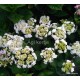 Kerti hortenzia - Hydrangea macrophylla  'WEDDING GOWN'