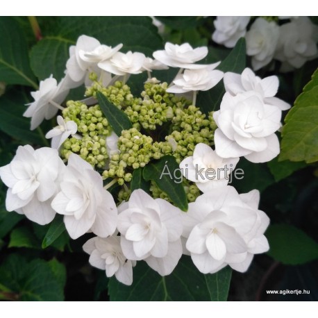 Kerti hortenzia - Hydrangea macrophylla  'WEDDING GOWN'