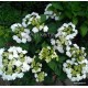 Kerti hortenzia - Hydrangea macrophylla  'WEDDING GOWN'