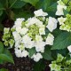 Kerti hortenzia - Hydrangea macrophylla  'WEDDING GOWN'