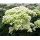 Cserjés hortenzia - Dupla virágú -  Hydrangea arborescens Starburst 