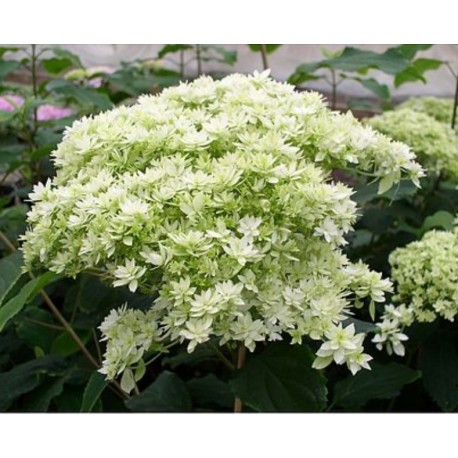 Cserjés hortenzia - Dupla virágú -  Hydrangea arborescens Starburst 