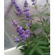 Vitex agnus castus  mag