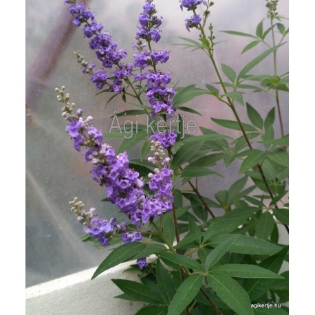 Vitex agnus castus  mag