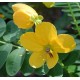 Nagyvirágú szenna - Cassia floribunda