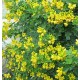 Nagyvirágú szenna - Cassia floribunda