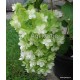 Teltvirágú tölgylevelű hortenzia - Hydrangea quercifolia SNOWFLAKE