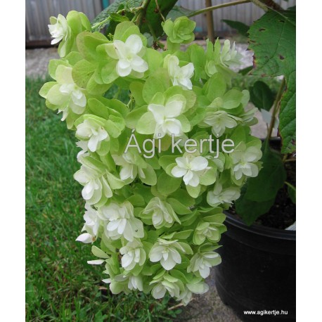 Teltvirágú tölgylevelű hortenzia - Hydrangea quercifolia SNOWFLAKE