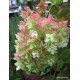 Teltvirágú tölgylevelű hortenzia - Hydrangea quercifolia SNOWFLAKE