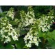 Teltvirágú tölgylevelű hortenzia - Hydrangea quercifolia SNOWFLAKE