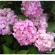 Kerti hortenzia - Hydrangea macrophylla 'Endless Summer Original''