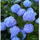 Kerti hortenzia - Hydrangea macrophylla 'Endless Summer Original''