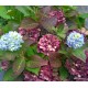 Kerti hortenzia - Hydrangea macrophylla 'Endless Summer Original''