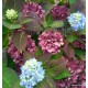 Kerti hortenzia - Hydrangea macrophylla 'Endless Summer Original''