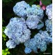 Kerti hortenzia - Hydrangea macrophylla 'Endless Summer Original''