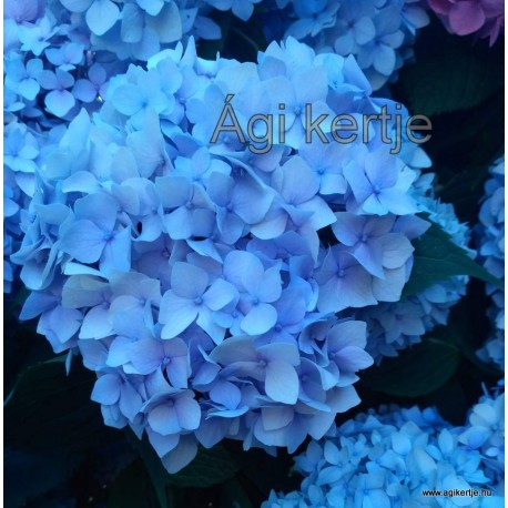 Kerti hortenzia - Hydrangea macrophylla 'Endless Summer Original''