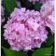 Kerti hortenzia - Hydrangea macrophylla 'Endless Summer Original''