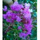 6 - Selyemmirtusz - bíbor lilás - Lagerstroemia  'Superviolacea'