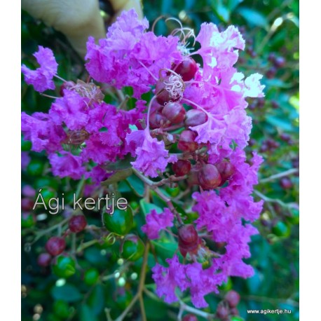 6 - Selyemmirtusz - bíbor lilás - Lagerstroemia  'Superviolacea'