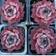 1 -  Kövirózsa -  Ezüstös rózsaszínes bársonyos - Sempervivum