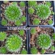 17 - Kövirózsa - Bordós rózsák - Sempervivum