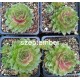 52 - Kövirózsa - Nagyon piros, bordós - sempervivum