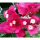 33 - Magenta - Bougainvillea - Murvafürt - Barbara Karst