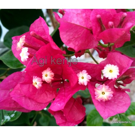 33 - Magenta - Bougainvillea - Murvafürt - Barbara Karst