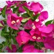 33 - Magenta - Bougainvillea - Murvafürt - Barbara Karst